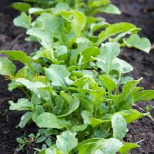 Green Rocket Pegasus flower seeds for planting - Heirloom & Non-GMO Garden Seeds