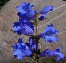Penstemon Heterophyllus Flower Seeds for Planting – Heirloom, Non-GMO, Wildflower Organic Garden Seeds