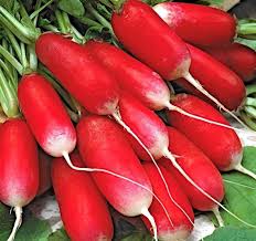 Red & White Radish Seeds for Planting – Heirloom Non-GMO, Fast-Growing Organic Garden Seeds for Crisp Roots