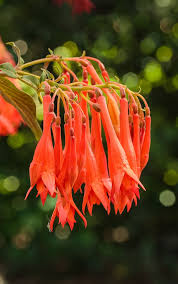 Orange Fuchsia Flower seeds for Planting - Shade Tolerant, Heirloom & GMO Free Seeds for Home Garden, 100 pcs