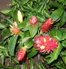 Heirloom Costus Barbatus Flower Seeds for Planting – Non-GMO, High Germination, Organic Garden Seeds, Shade Tolerant