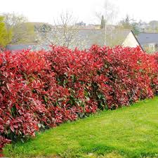 Photinia Fraseri Red Tip Seeds for Planting - Heirloom, Non-GMO, High Germination, Organic Garden Seeds