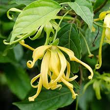 Ylang Flower Seeds for Planting – Heirloom Non-GMO High Germination Organic Garden Seeds
