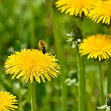 Taraxacum Flower Seeds for Planting – Heirloom, Non-GMO Cottage Garden Essential, High Germination Seeds