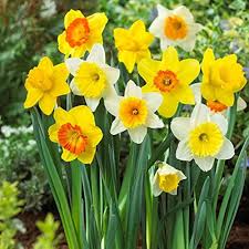 Daffodil Flower seeds for Planting - Cut Flower Favorite, Heirloom & GMO Free Seeds for Home Garden, High Germination