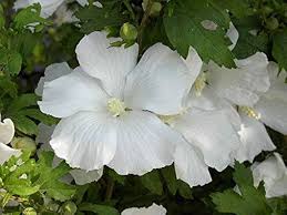 Hibiscus Syriacus Flower Seeds – Heirloom, Non-GMO, High Germination Organic Garden Seeds