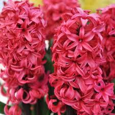 Red Hyacinth Flower Seeds for Planting | Heirloom Non-GMO Organic Garden Seeds, Sun Loving, High Germination