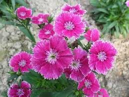 Pink Dianthus Cardinal Flower Seeds for Planting – Colorful Display Heirloom Non-GMO High Germination Organic Garden Seeds