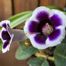 White Black Gloxinia Flower Seeds for Planting – Heirloom, Non-GMO, High Germination Organic Garden Seeds