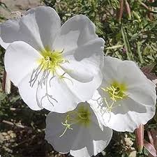 White Oenothera Flower Seeds for Planting – Shade Tolerant Heirloom, Non-GMO, High Germination Organic Garden Seeds