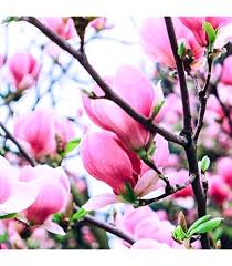 Magnolia Liliiflora Flower Seeds for Planting – Heirloom, Non-GMO, High Germination Drought Tolerant