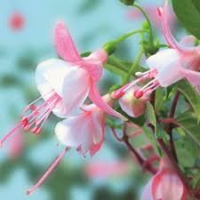 White Pink Fuchsia Hybrida Flower Seeds for Planting – Heirloom, Non-GMO, High Germination Organic Garden Seeds for Easy-Care Blooms