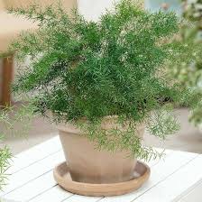 Green Asparagus Setaceus Seeds for Planting – Heirloom Non-GMO, High Germination Organic Garden Seeds