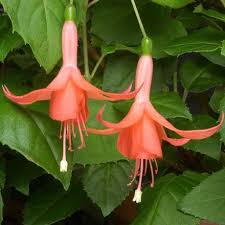 Orange Fuchsia Flower seeds for Planting - Shade Tolerant, Heirloom & GMO Free Seeds for Home Garden, 100 pcs