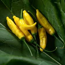 Chili Seeds for Planting Yellow – Heirloom, Non-GMO, Organic Garden Seeds – Hot & Vibrant, High Germination