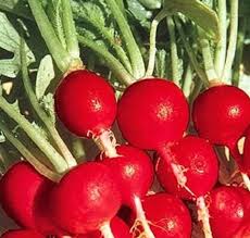 Red & White Radish Seeds for Planting – Heirloom Non-GMO, Fast-Growing Organic Garden Seeds for Crisp Roots