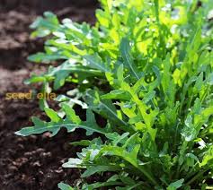 Green Rocket Pegasus flower seeds for planting - Heirloom & Non-GMO Garden Seeds