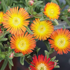 Orange Ice Plant Flower Seeds for Planting – Heirloom, Non-GMO, Compact Growth Organic Garden Seeds
