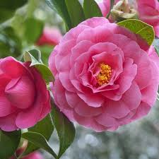 Camellia Flower Seeds for Planting – Heirloom, Non-GMO, Seasonal Bloomer Organic Garden Seeds