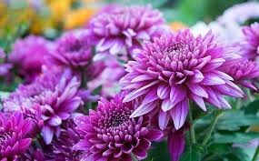 Chrysanthemum Flower Seeds for Planting – Fragrant Blossoms, Heirloom, Non-GMO, Organic Garden Seeds