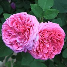 Damask Rose Bush Flower Seeds for Planting – Cut Flower Favorite, Heirloom, Non-GMO, High Germination