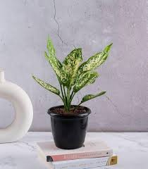 Green Aglaonema Flower Seeds for Planting – Heirloom Non-GMO, High Germination, Cottage Garden Essential