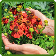 Helenium Flower Seeds for Planting | Bright Blooms | Heirloom Non-GMO High Germination Seeds