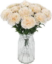 Cream Carnation Flower Seeds for Planting - Seasonal Bloomer, Heirloom, Non-GMO, High Germination Organic Garden Seeds