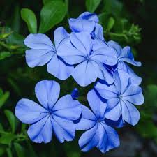 Heirloom Plumbago Flower seeds for Planting - Cut Flower Favorite, Heirloom & GMO Free Seeds for Home Garden, 100 pcs