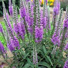Veronica Spicata Flower Seeds for Planting – Heirloom Non-GMO Organic Garden Seeds, High Germination