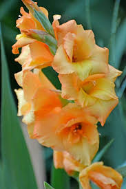 Yellow Orange Gladiolus Flower Seeds for Planting – Wildflower Mix, Heirloom, Non-GMO Seeds for Home Garden
