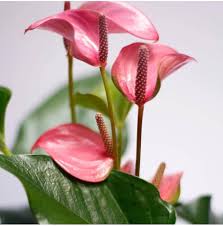 Cream Pink Anthurium Flower Seeds for Planting | Heirloom Non-GMO High Germination