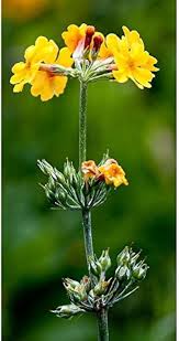 Primula Candelabra Flower Seeds for Planting – Vibrant Colors, Heirloom, Non-GMO, High Germination