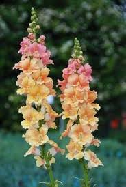 Snapdragon Flower Seeds for Planting – Colorful Display Heirloom Non-GMO Organic Garden Seeds