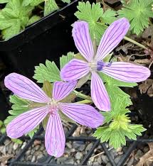 Geranium Asphodeloides Flower Seeds for Planting – Heirloom, Non-GMO, Bright Blooms Garden Seeds