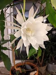 White Epiphyllum Oxypetalum Flower Seeds for Planting – Heirloom, Non-GMO, Organic Garden Seeds