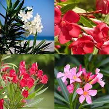 Thevetia Flower Seeds for Planting – Perfect for Borders, Heirloom, Non-GMO, High Germination Garden Seeds