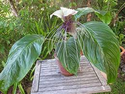 Tacca Nivea Bat Flower Seeds for Planting - Heirloom, Non-GMO, High Germination Organic Garden Seeds