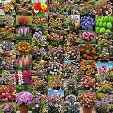 Blooming Flower Seeds for Planting – Heirloom, Non-GMO, High Germination Organic Garden Seeds