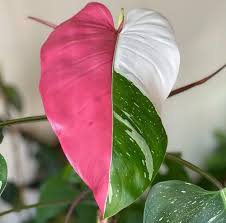 Philodendron Flower Seeds for Planting – Heirloom, Non-GMO, Premium Quality Organic Garden Seeds