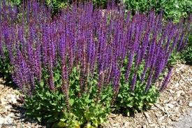 Nemorosa Flower Seeds for Planting – Heirloom, Non-GMO, High Germination Organic Garden Seeds