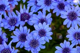 Blue Felicia Flower Seeds for Planting | Heirloom Non-GMO High Germination