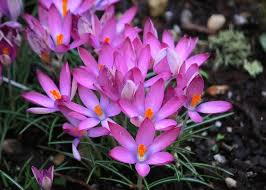 Autumn Crocus Flower Seeds for Planting – Bright Blooms, Heirloom, Non-GMO & High Germination Seeds