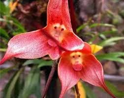 Monkey Face Pink Flower Seeds for Planting – Heirloom, Non-GMO, Cut Flower Favorite Organic Garden Seeds