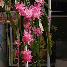 Baby Pink Nopalxochia Flower Seeds – Hardy, Heirloom, Non-GMO, High Germination, Organic Garden Seeds