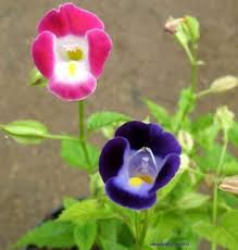Mixed Wishbone Flower Seeds for Planting – Cottage Garden Essential Heirloom, Non-GMO, High Germination Organic Garden Seeds