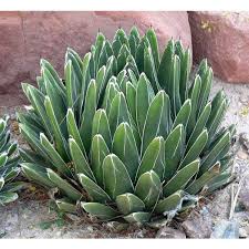 Agave Victoriae Flower Seeds for Planting – Heirloom Non-GMO High Germination Organic Garden Seeds