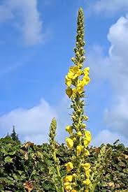 Verbascum Flower Seeds for Planting – Pollinator Friendly, Heirloom, Non-GMO, High Germination Garden Seeds