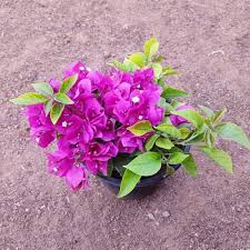 Bougainvillea Flower Seeds for Planting – Heirloom, Non-GMO, Bright Blooms Organic Garden Seeds