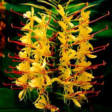 Hedychium Gardnerianum Flower Seeds for Planting – Heirloom, Non-GMO, High Germination Organic Garden Seeds